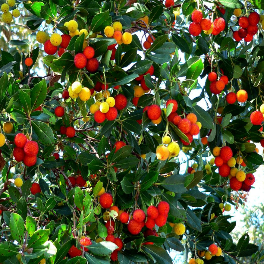 STRAWBERRY TREE SEEDS Arbutus Unedo Garden Fruit Plant Irish Killarney RARE!