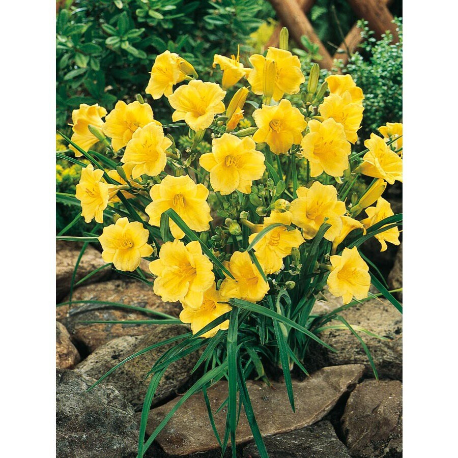 Reblooming Stella De Oro Yellow Daylily Hemerocallis One Rooted Starter Plant