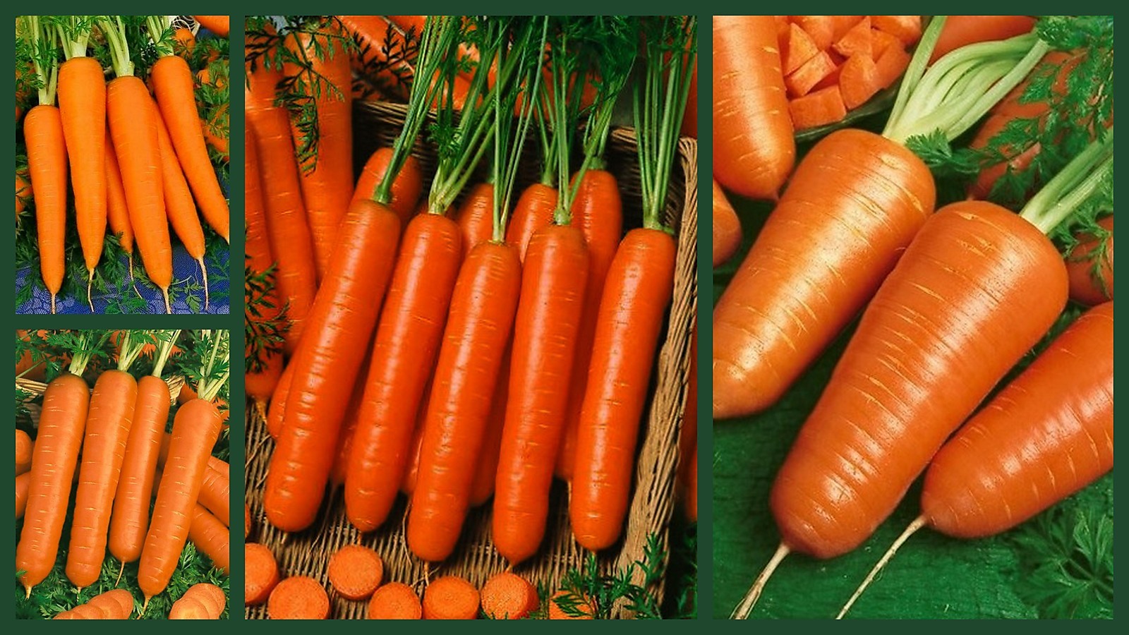 Carrot Seeds, Crazy For Carrots 4 Pk Special, Heirloom Carrot Seeds, Non-Gmo