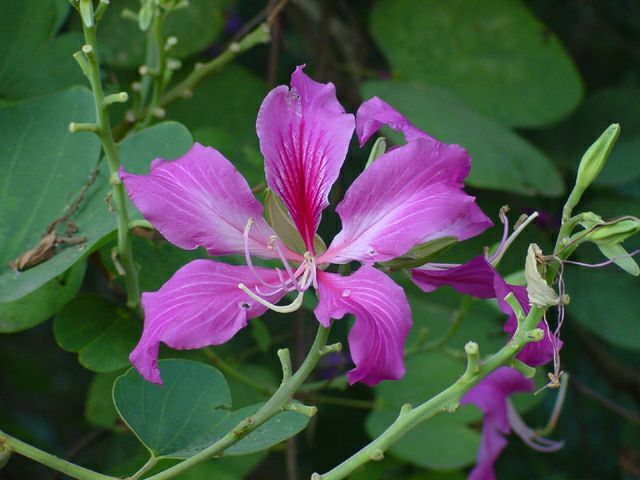 Purple Orchid Tree, Bauhinia Purpurea, Tree Seeds (Fast, Showy, Fragrant)