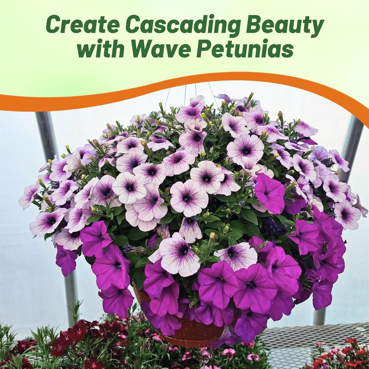15 Seeds Easy Wave Spreading Petunia Plumb Pudding Flower Seed Mix