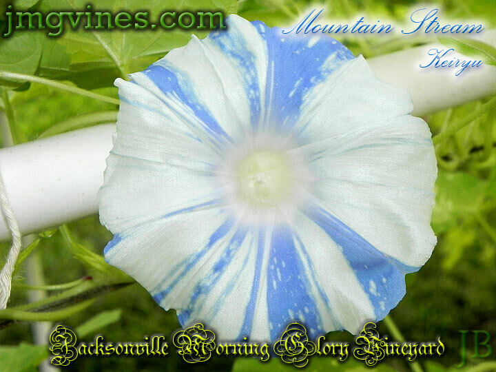 Mountain Stream Keiryu Japanese Morning Glory 6 Seeds