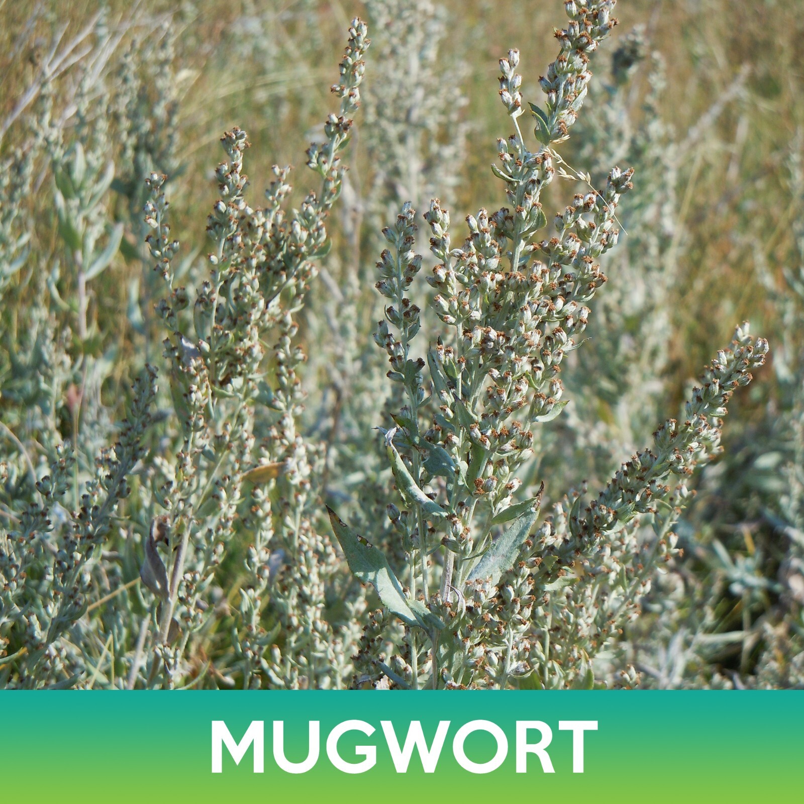 Mugwort Seeds, Wild Wormwood, Artemisia vulgaris