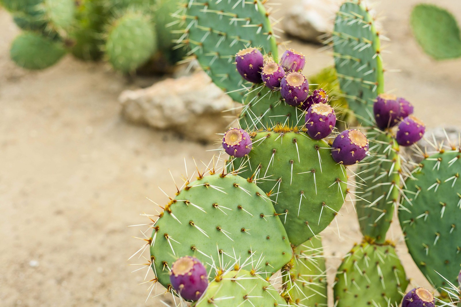 10 Yellow PRICKLY PEAR CACTUS Opuntia Ficus-Indica Flower Seeds