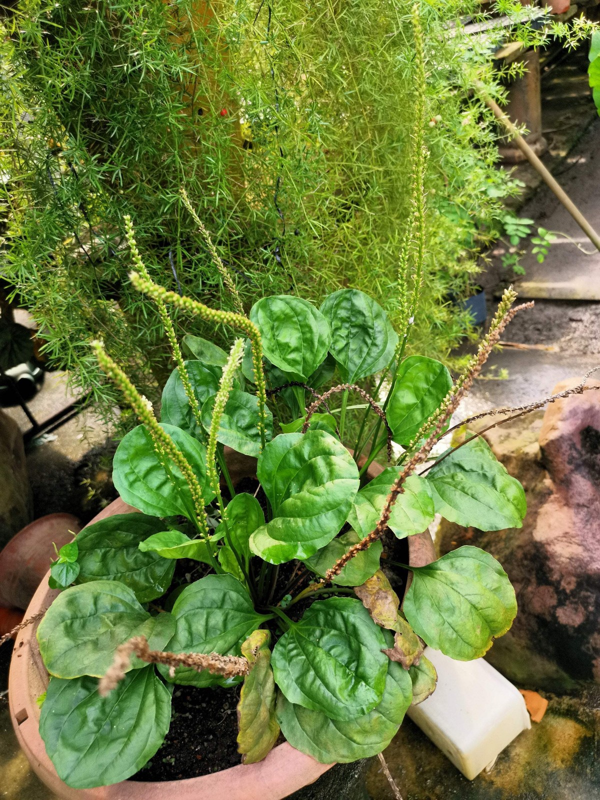 1000 CHINESE PLANTAIN Plantago Asiatica Herb Flower Seeds