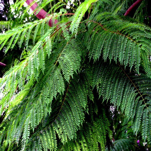 Jacaranda Fern Tree Seeds (Mimosifolia acutifolia) Tropical Blue Flowers Plant