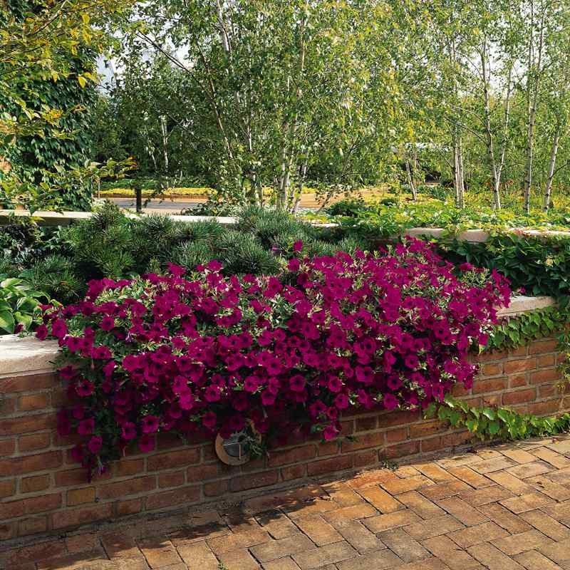 15 Seeds Purple Classic Wave Petunias Only Grow 4 – 6 Inches Tall – AAS Winner