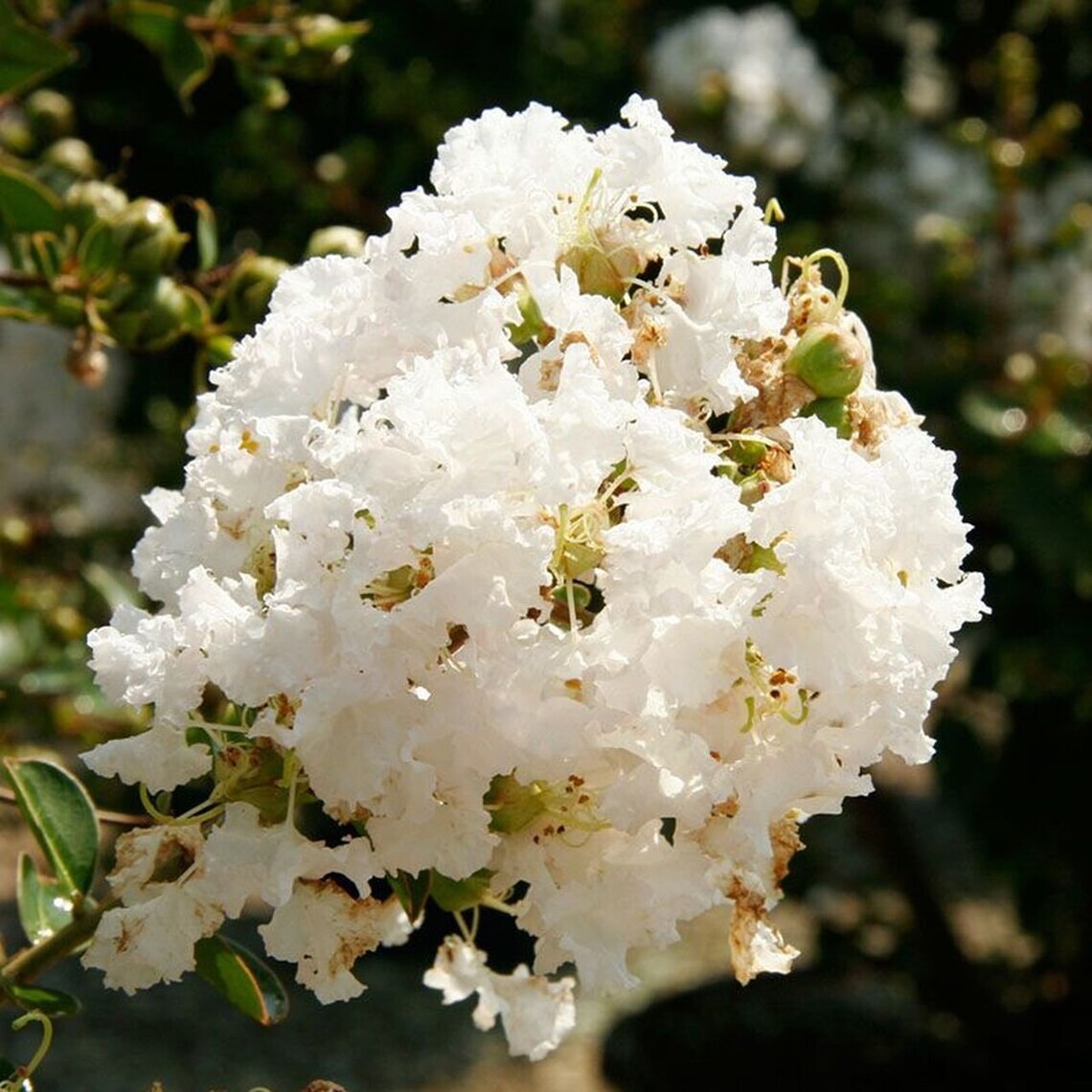 White Crape Myrtle crepe tree shrub – 40 seeds – Lagerstroemia we combine ship