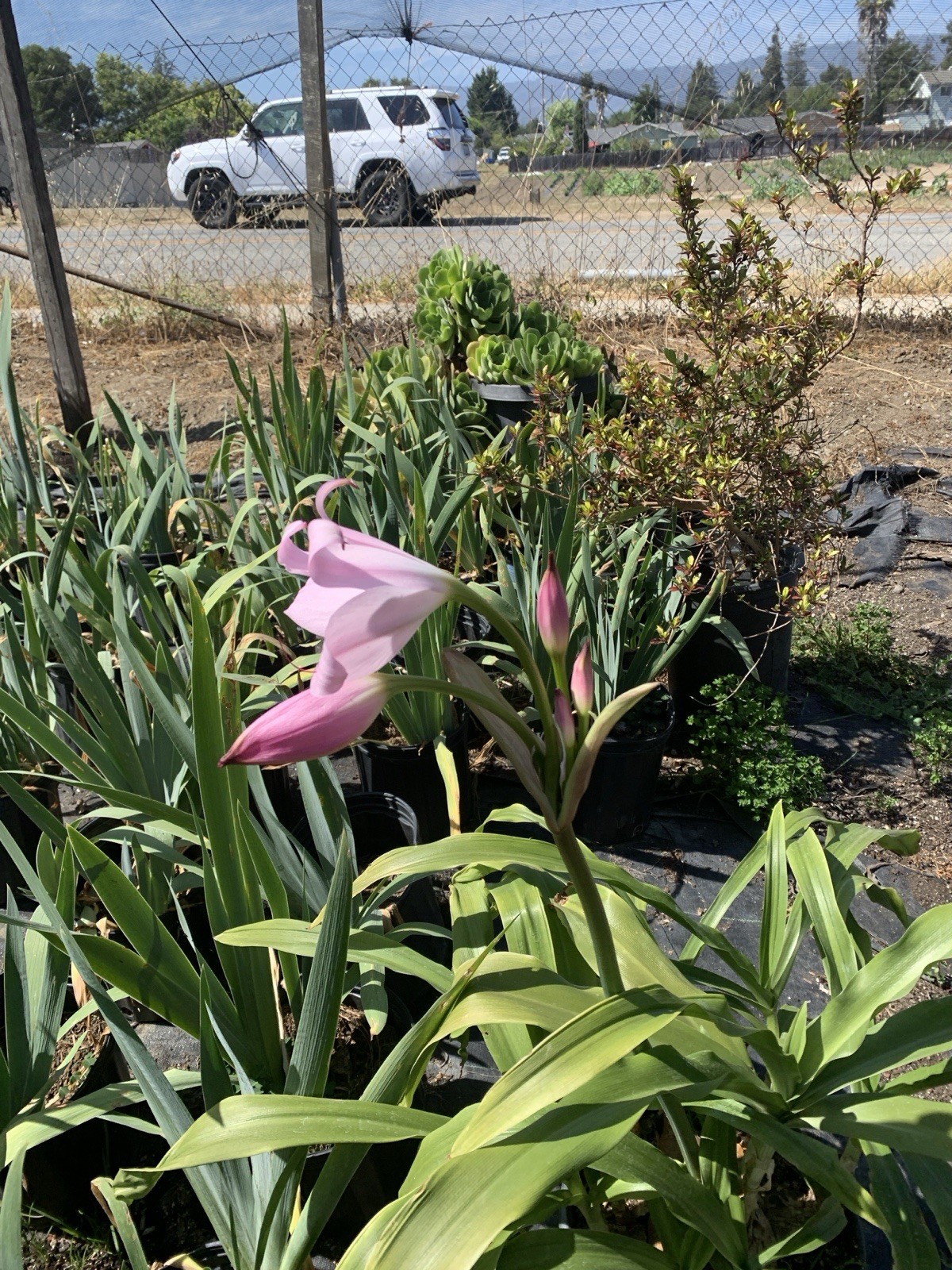 Crinum x Powellii Pink California Lily 1 Jumbo 4-5” Blooming Age Bulb Fragrant
