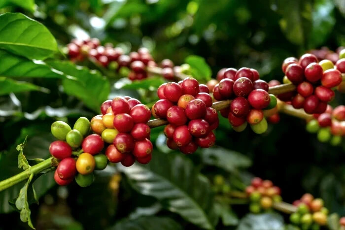 10 Coffea arabica Seeds Tropical EXOTIC Coffee Bean Indoor House Plant Tree RARE