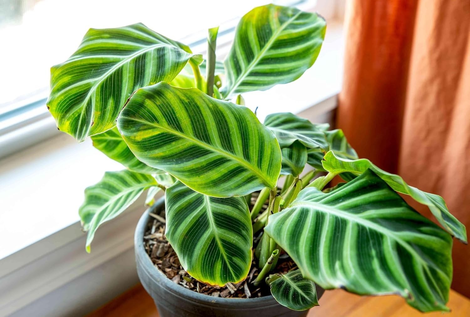 100pcs Green Calathea Plant Seeds for Planting, Tropical Foliage Seeds for In…