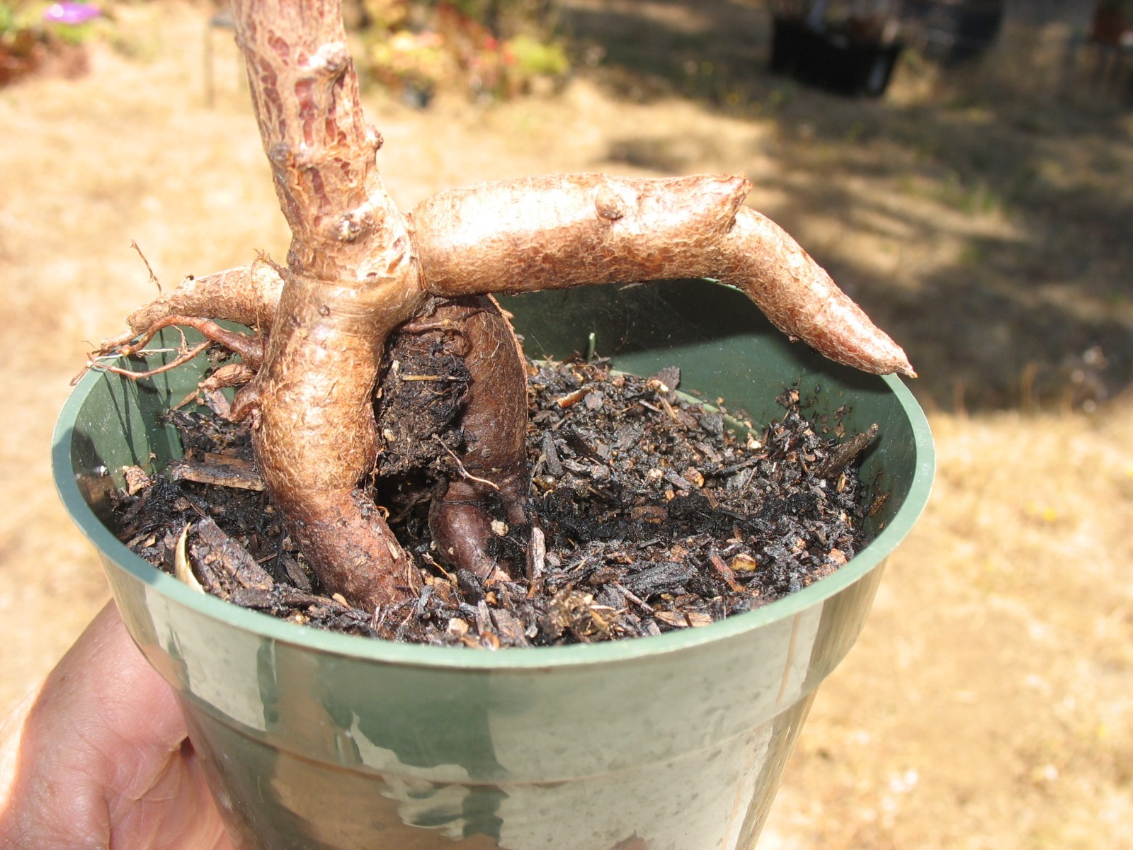 Bonsai Sorrel ~ Oxalis carnosa Caudex Caudiciform megalorrhiza 3.5″