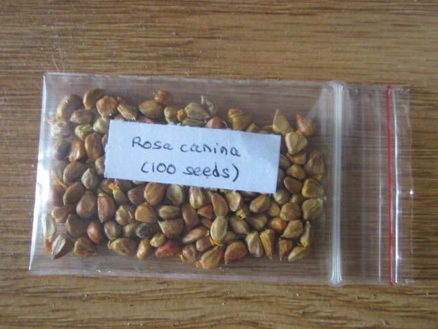 Dog rose (Rosa canina) – briar rose – tasty rose hips – 100 stratified seeds