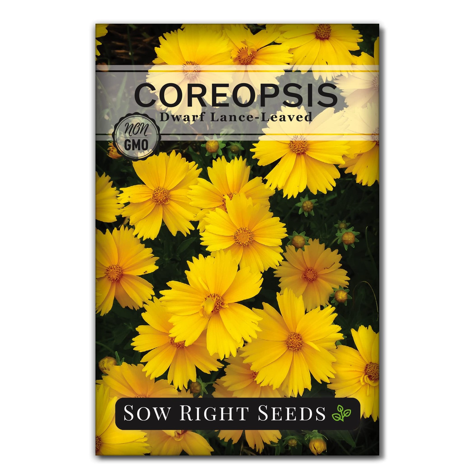 Sow Right Seeds – Dwarf Lance-Leaved Coreopsis for Planting – yellow