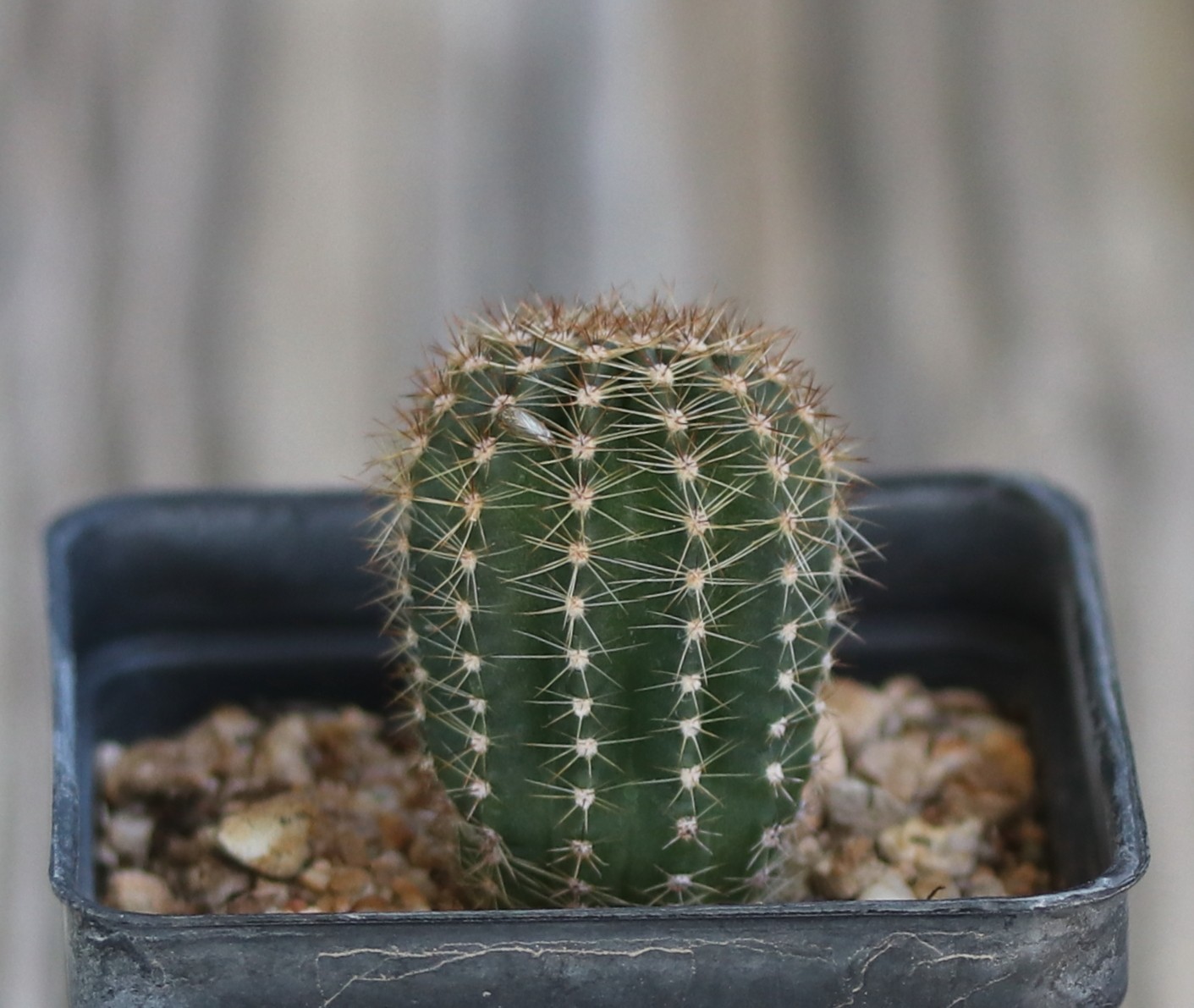 Echinopsis hybrid ‘Crimson’