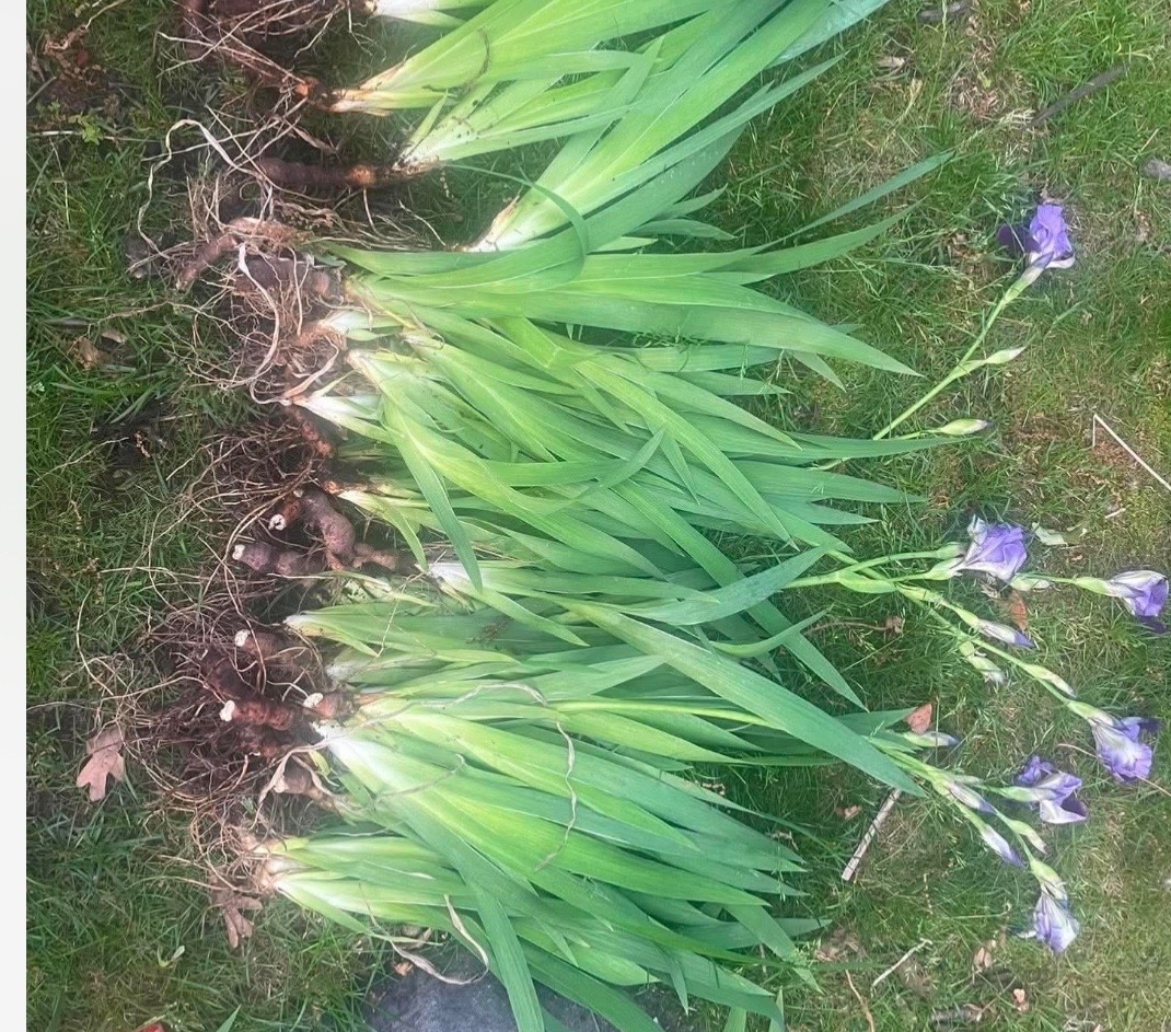 6 – Two – Tone Purple BEARDED IRIS Bulbs/Rhizomes FRESH – Perennial
