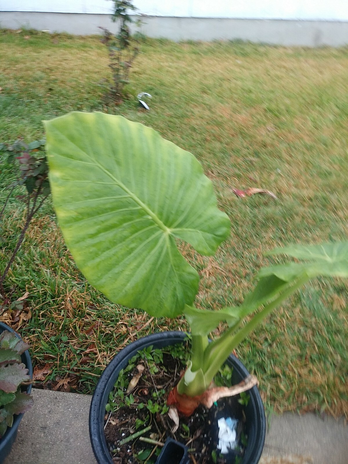Taro Elephant Ear plants 4 feet tall