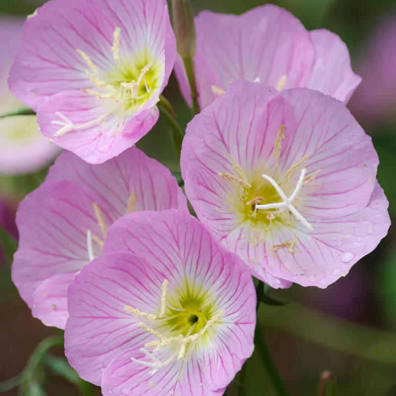 Showy Evening Primrose Seeds | 500 – 10,000 Seeds | Non-GMO | Free Shipping 1240