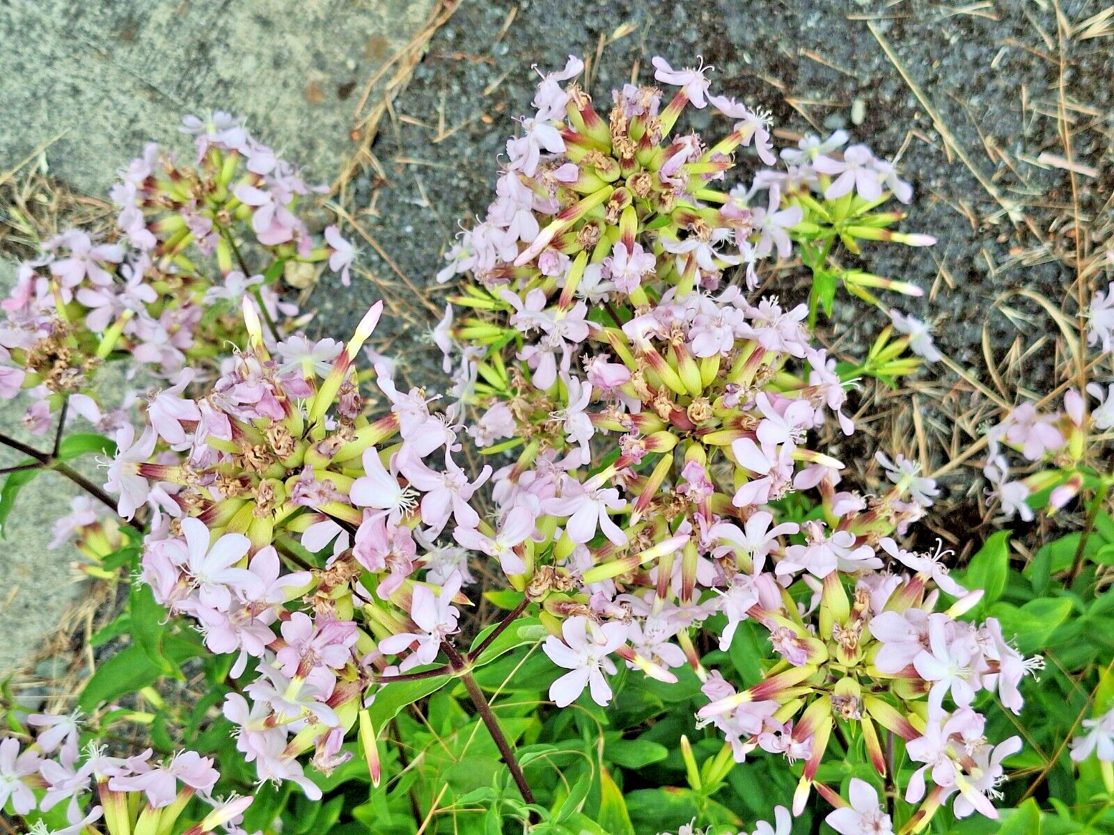 BLUSH PINK MALTICE CROSS 100 SEEDS. RARE COLOR, LYCHNIS CHALCEDONICA