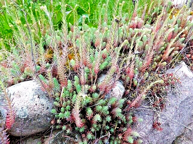 SEDUM BLUE SPRUCE 200 SEEDS, HARDY SEDUM, YELLOW FLOWERS IN SUMMER, EZ TO GROW.