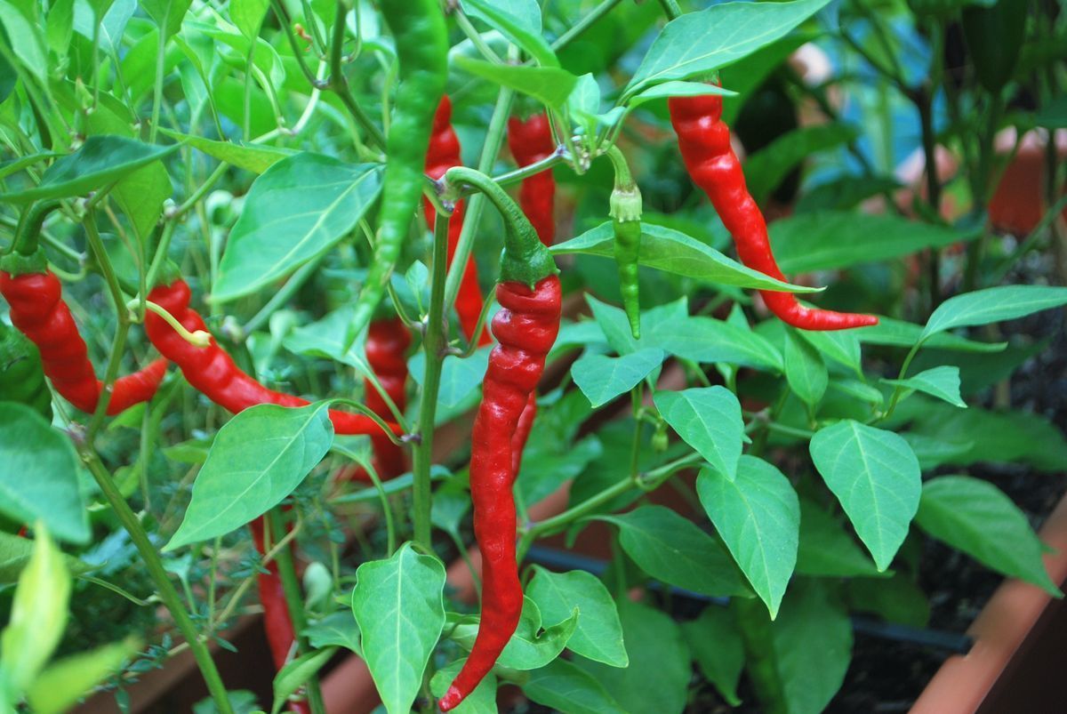 Cayenne Long Red Thin Pepper Seeds, NON-GMO, Variety Sizes, FREE SHIPPING
