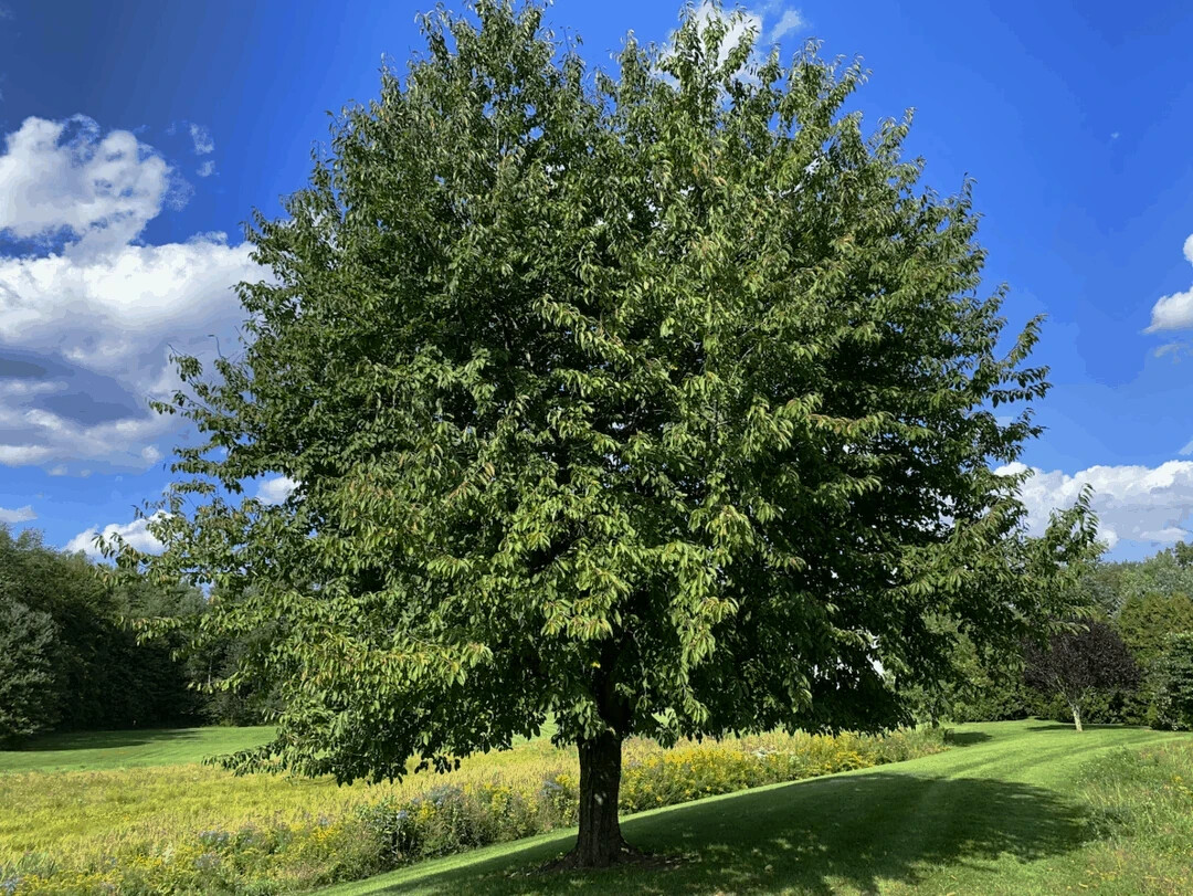 Sweet Mazzard Cherry Tree Seeds (Prunus avium) Edible Fruit, Fast, Hardy-Zone 4