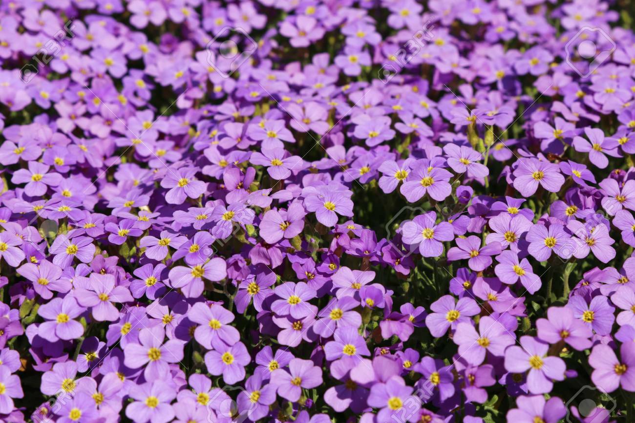 501+PURPLE ROCKCRESS Flower Seeds Drought Heat Cold Groundcover Container Easy
