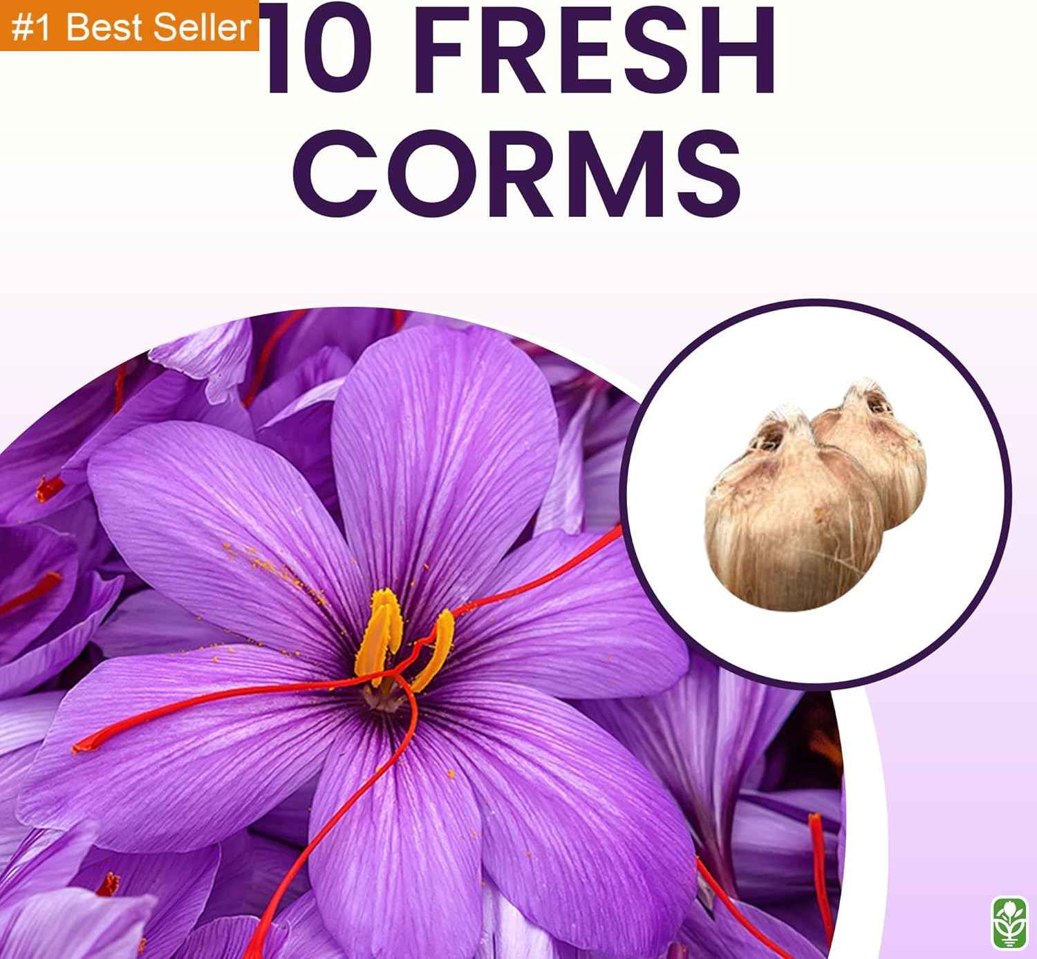 Saffron Crocus Corms for Planting – 10 Large Corms – Purple Blooms – Perennial B