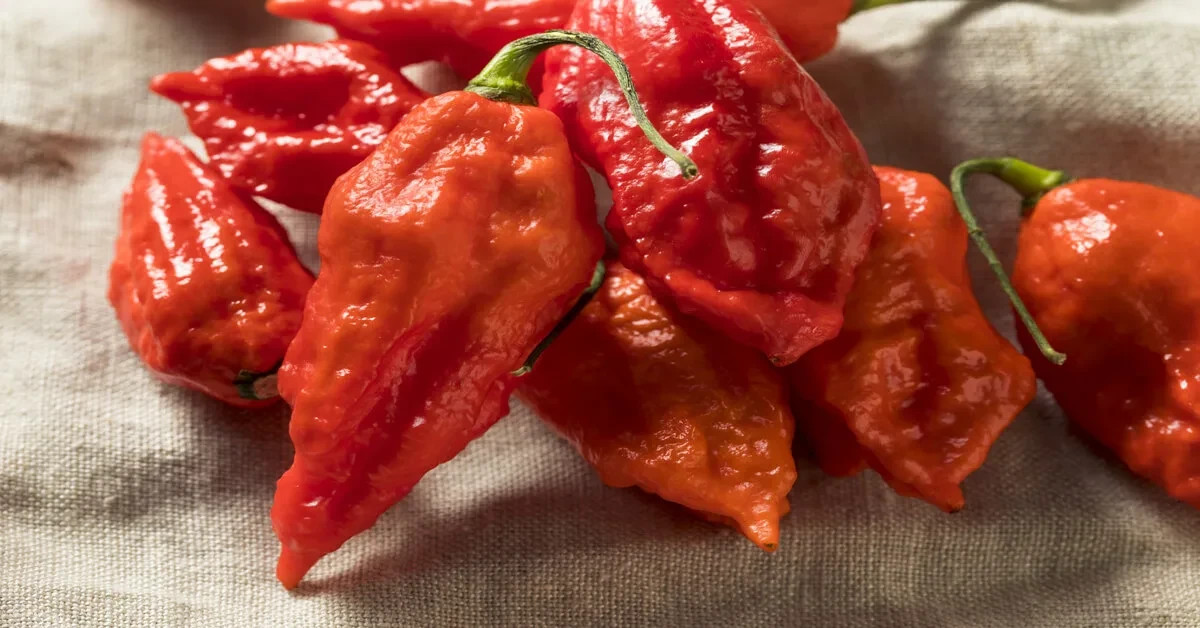 Ghost Pepper Seeds, Bhut Jolokia, EXTREMELY HOT PEPPER