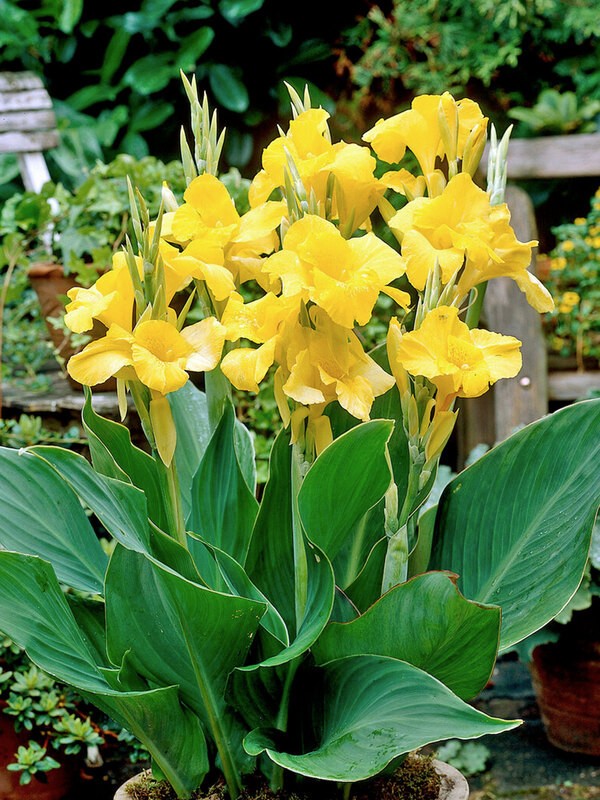 Canna Lily Richard Wallace Flower Tall 40″ Variety 1 Rhizomes Bulb