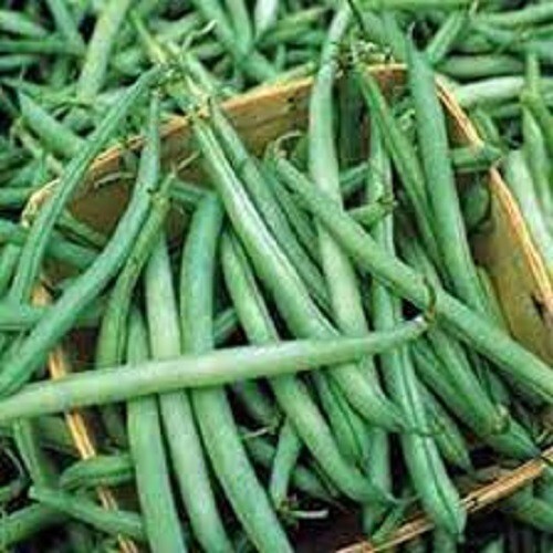 Premium Provider Stringless Green Bean – Fresh Non-GMO Seeds – Earlier than most