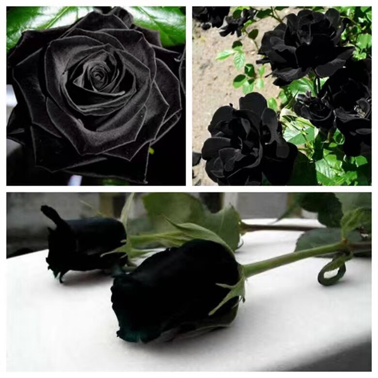 20 EXOTIC RARE BLACK ROSE SEEDS home garden flower plant bush diy sun Rosas tea