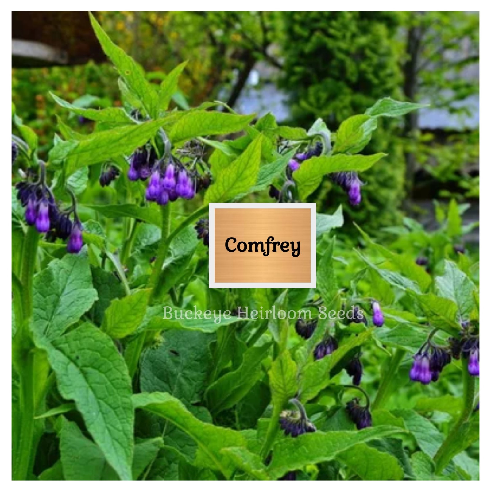 Comfrey – True Comfrey Seeds – Medicinal Herb – GMO Free (Symphytum Officinale)