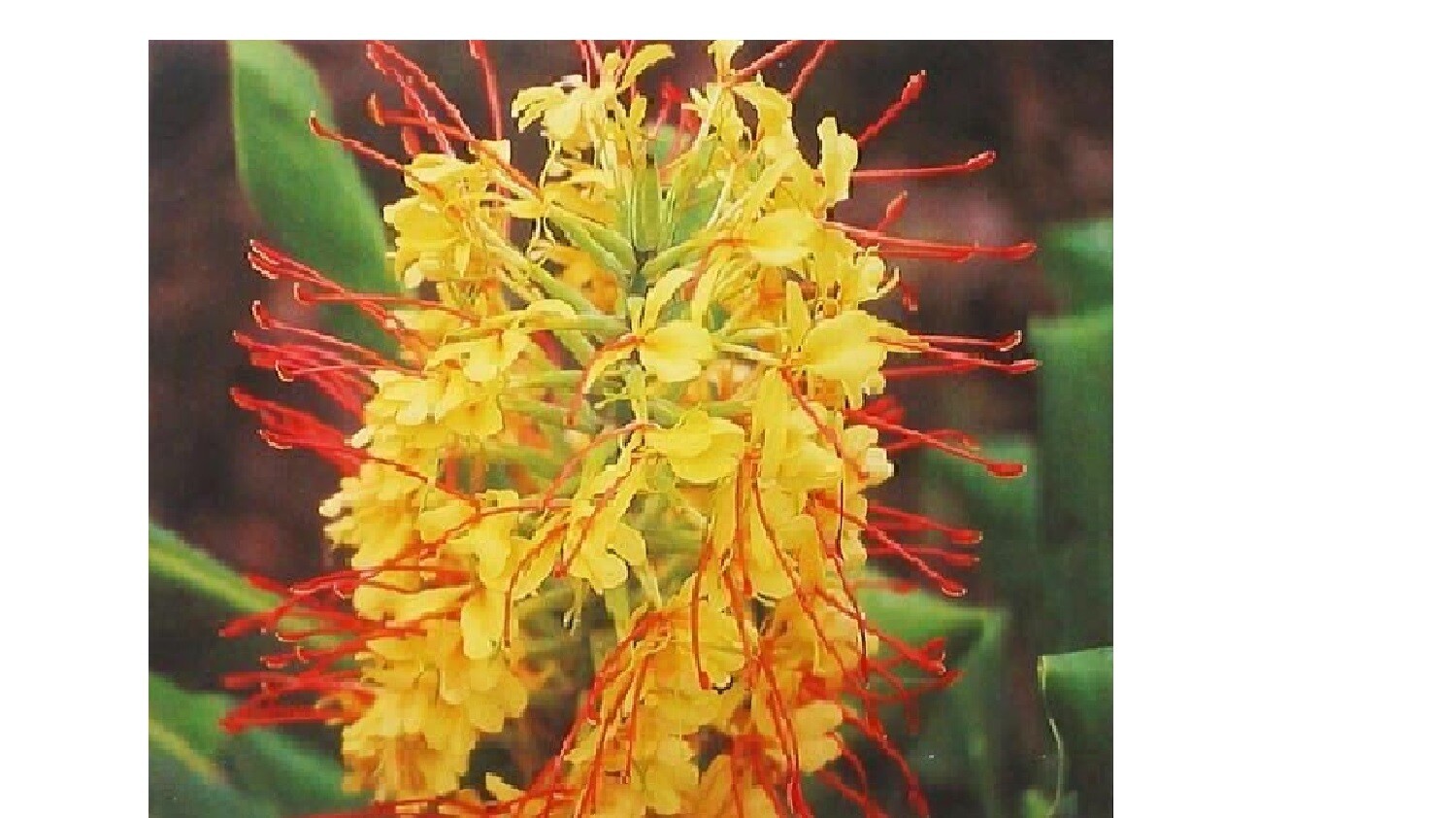HAWAIIAN TROPICAL KAHILI YELLOW GINGER PLANT ROOT 1 Pack Fragrant Easy To Grow