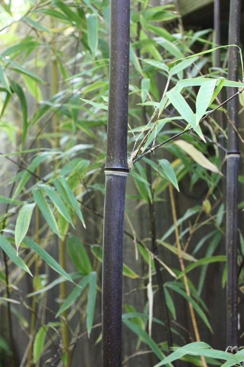 100 Rare Black Bamboo Seeds to Grow Black Bamboo