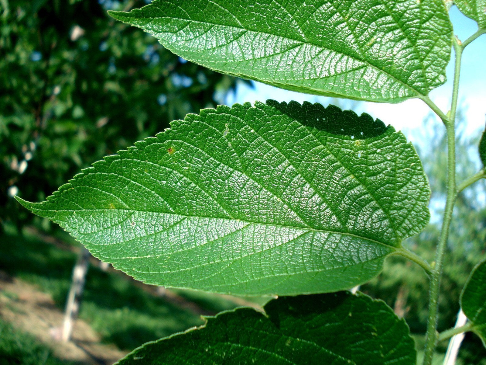 Hackberry, Celtis occidentalis, Tree Seeds