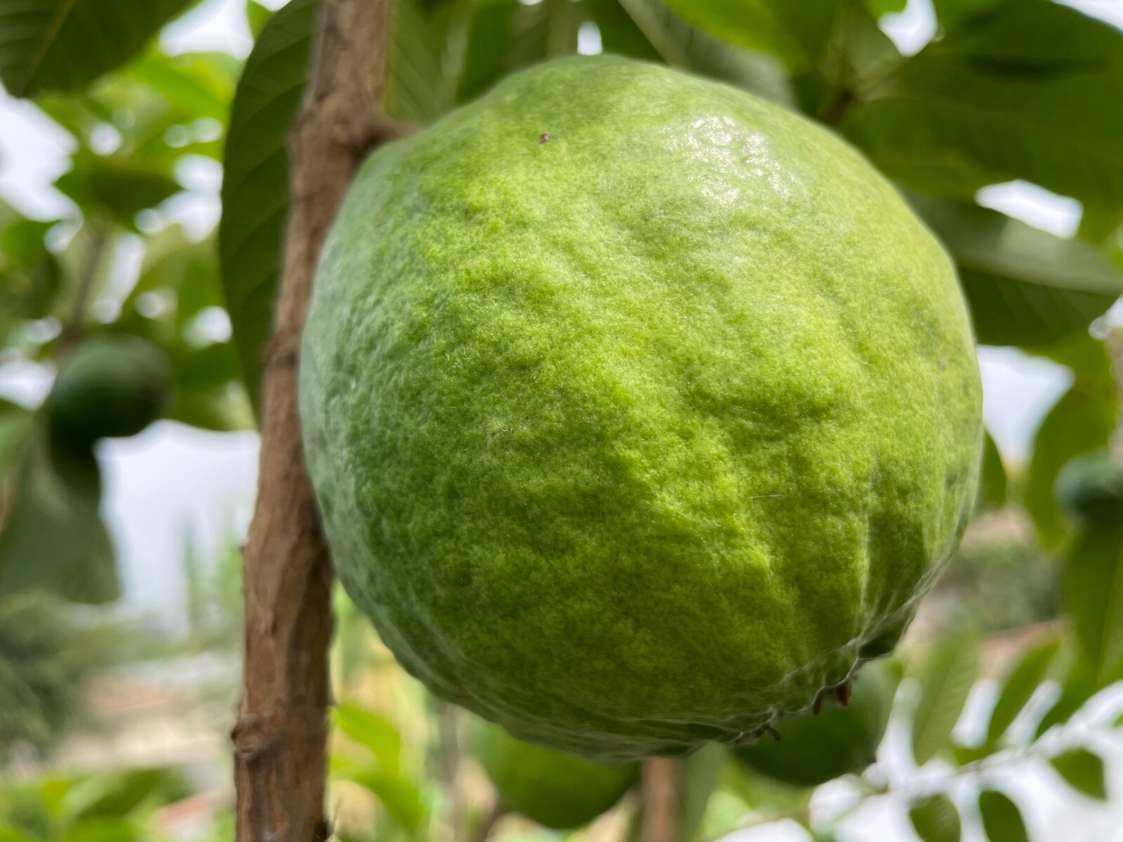1 Sweet Ruby Supreme Big Fruit Guava Starter Tree, Psidium guajava Tree App 50″