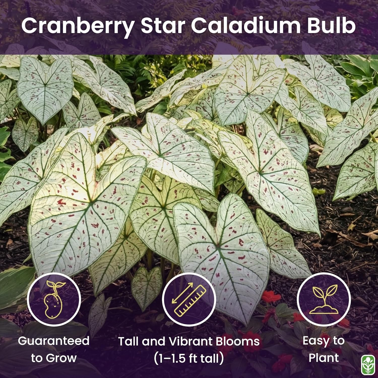 Fancy Leaf Caladium – Cranberry Star – Large Size Bulb – Hardy Zones 9-11
