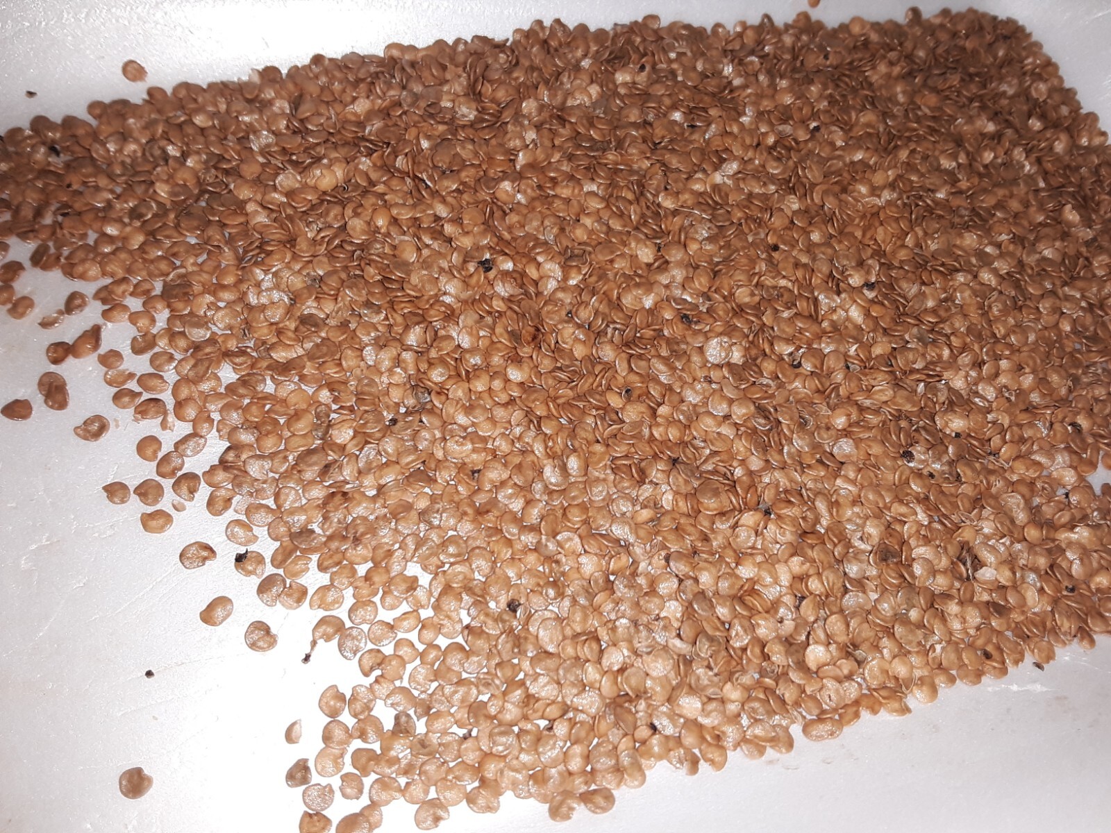 500+ Thai Eggplant ( Ela batu ) Seeds.US Grown.