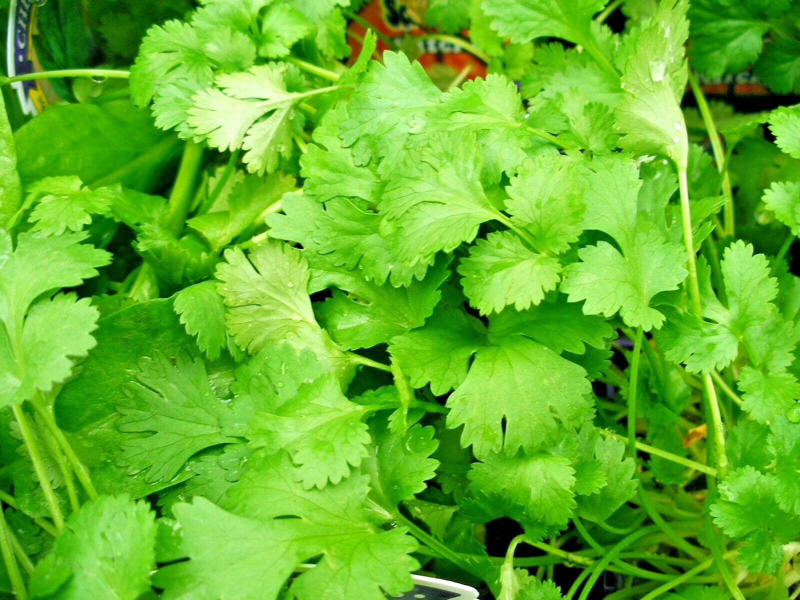 60+CILANTRO Seeds Coriander Salsa Tex Mex Kitchen Summer Garden Container Herb