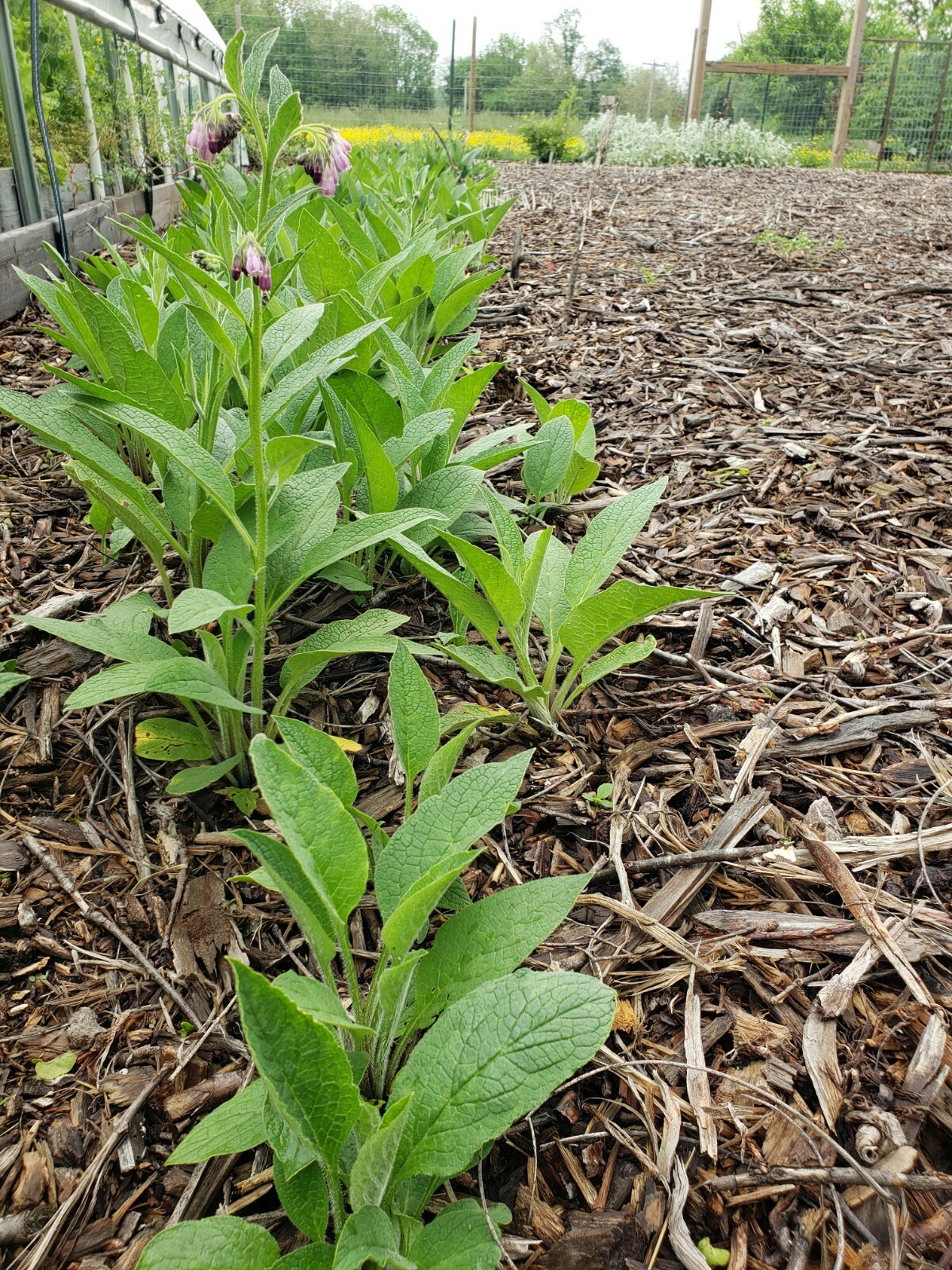 10 organic COMFREY Bocking 14 plants [not just roots] Healthy & Healing Herb