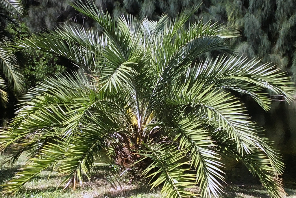 Phoenix loureiroi HARDY MOUNTAIN DATE PALM Seeds!