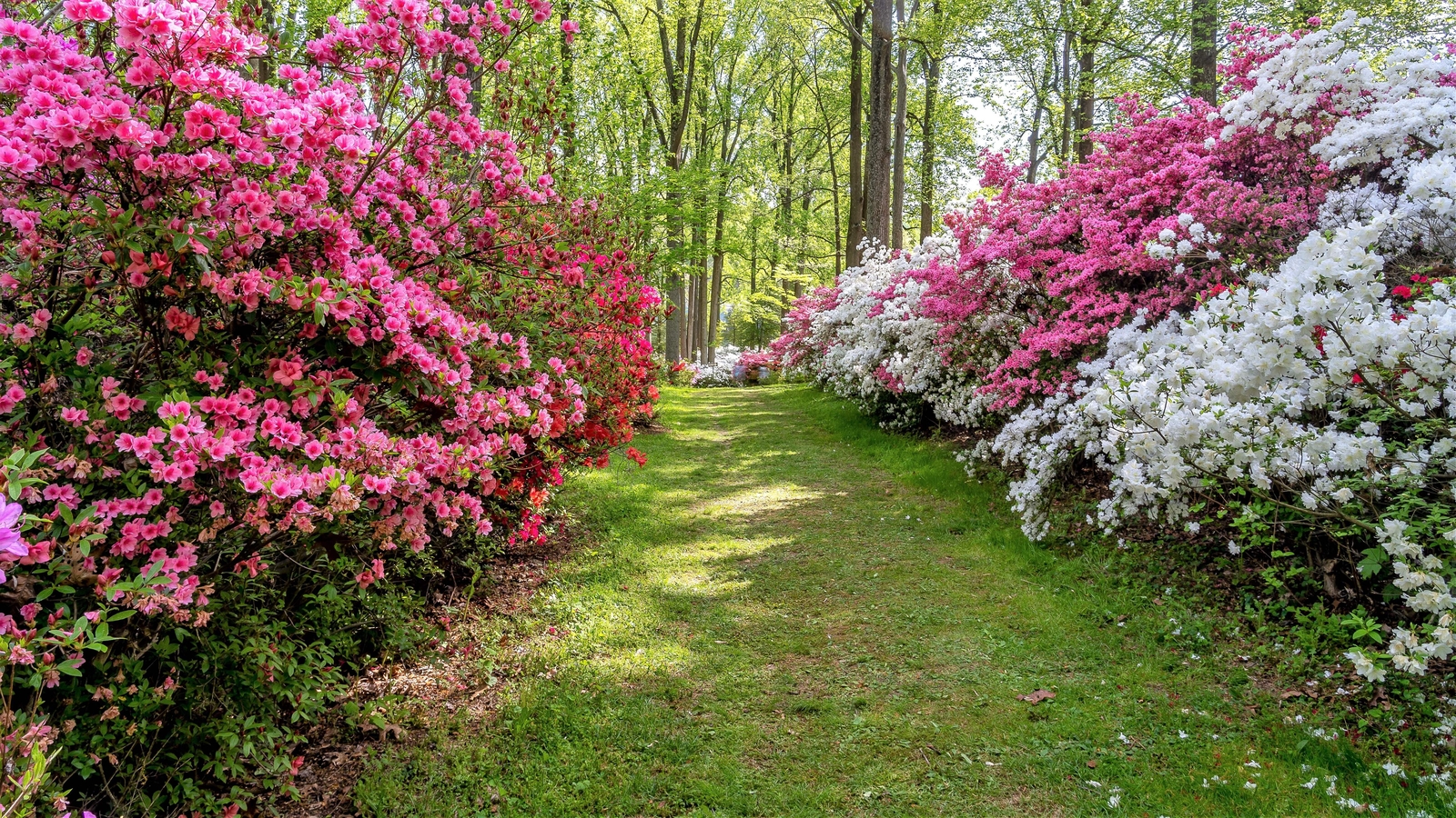 25 MIXED COLORS AZALEA Rhododendron spp Red Purple Flower Shade Bush Shrub Seeds