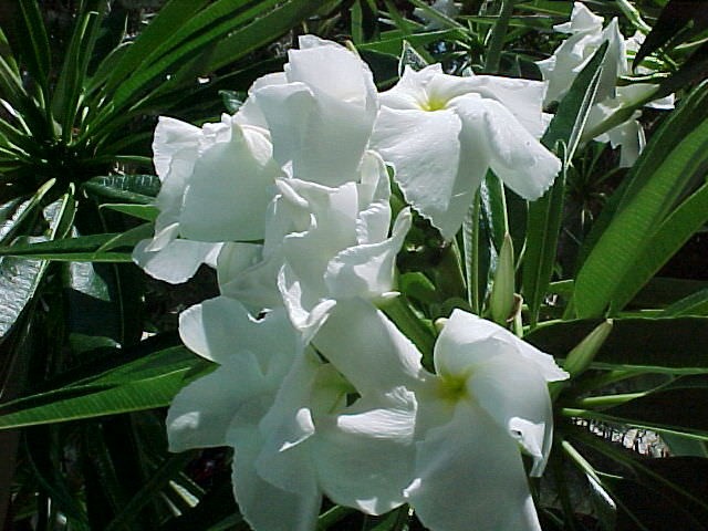 Pachypodium lamerei aka Madagascar palm, 5 Seeds. Free Shipping!