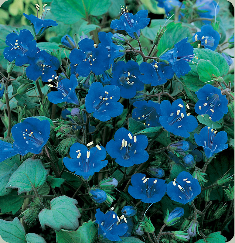 CALIFORNIA BLUEBELL ANNUAL FLOWER SEEDS