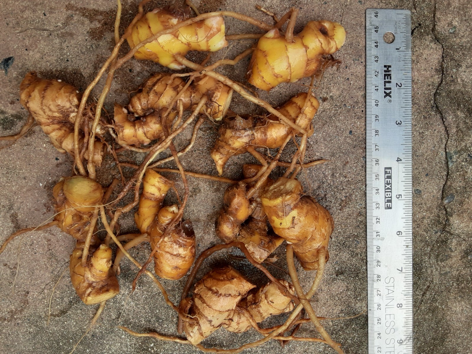 10 Shampoo Ginger Rhizomes, Zingiber Zerumbet, Awapuhi Plant, Free shipping!