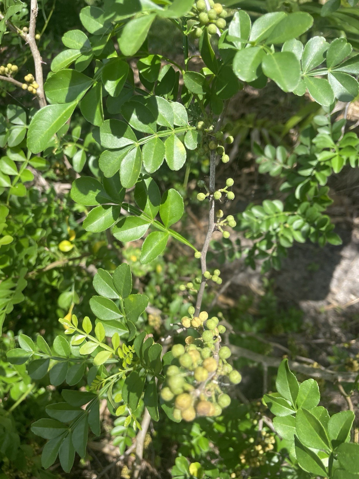 Zanthoxylum Fagara Wild Lime/Prickly-Ash Seeds, Giant Swallowtail Butterfly Host