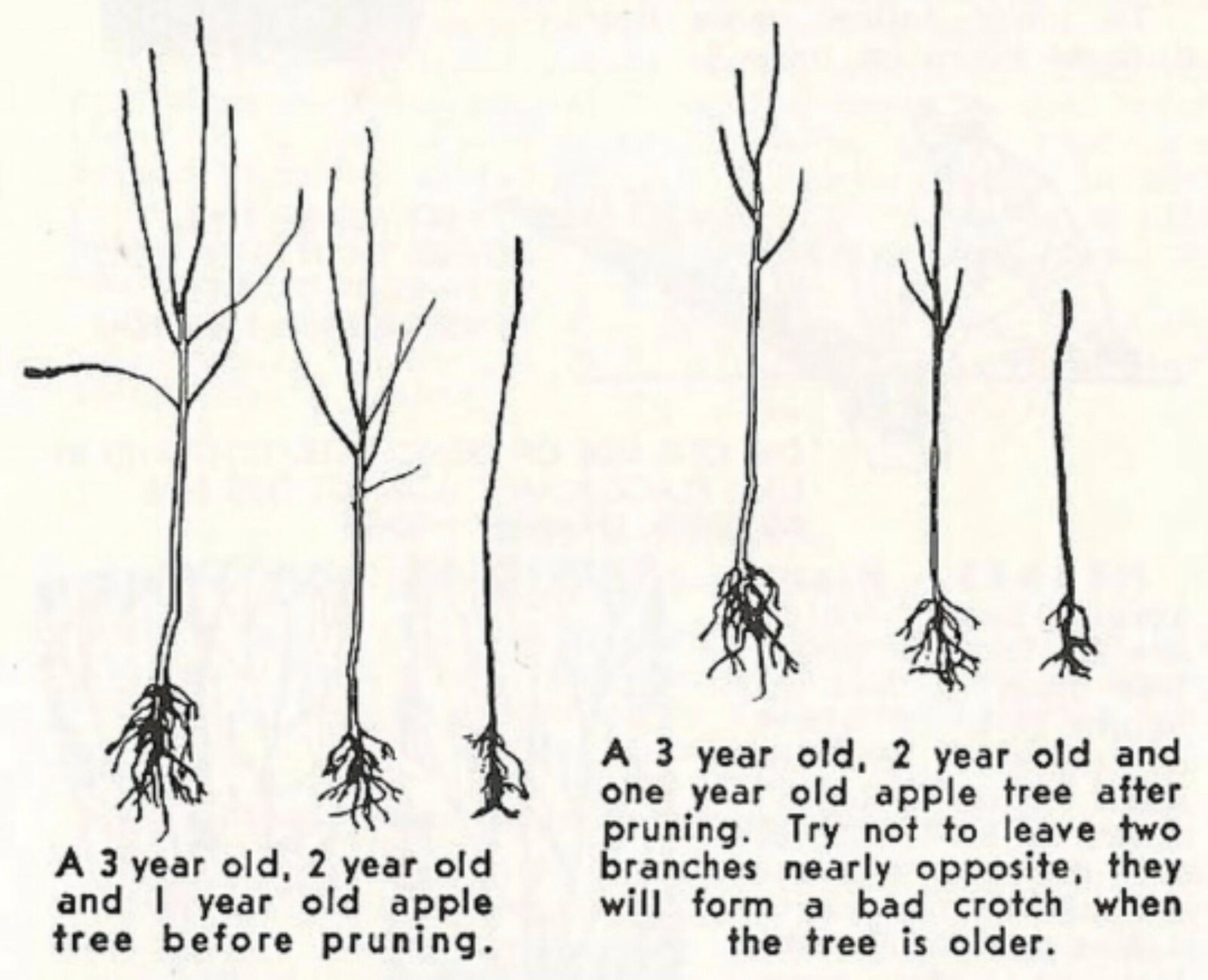 Red Fuji apple tree grafted 5x5x12 inches pot size 1 year old