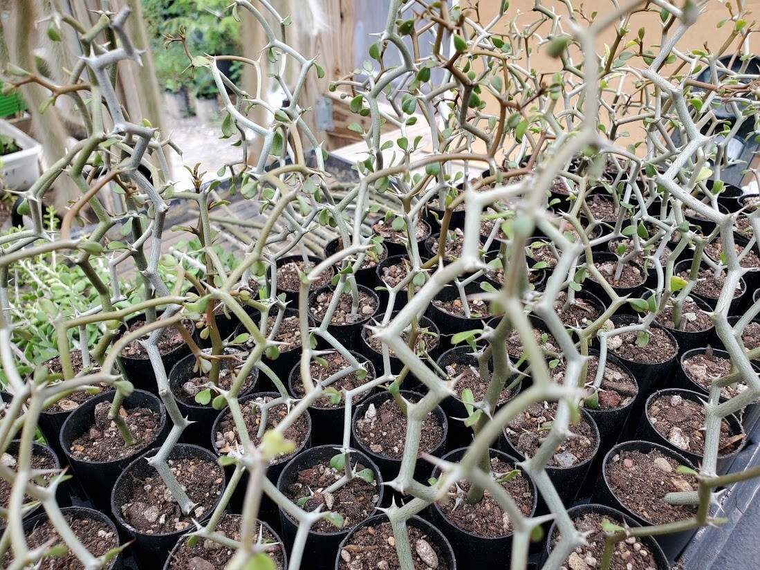 Decarya madagascariensis – Zig Zag Plant – Madagascar – 1 NON-ROOTED CUTTING