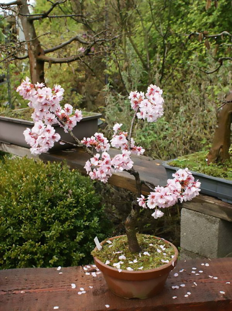 Japanese Flowering Cherry, Prunus serrulata, Tree Seeds